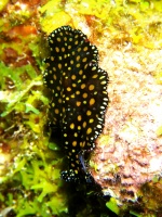 11 Leopard Flatworm IMG 4052IMG 4047